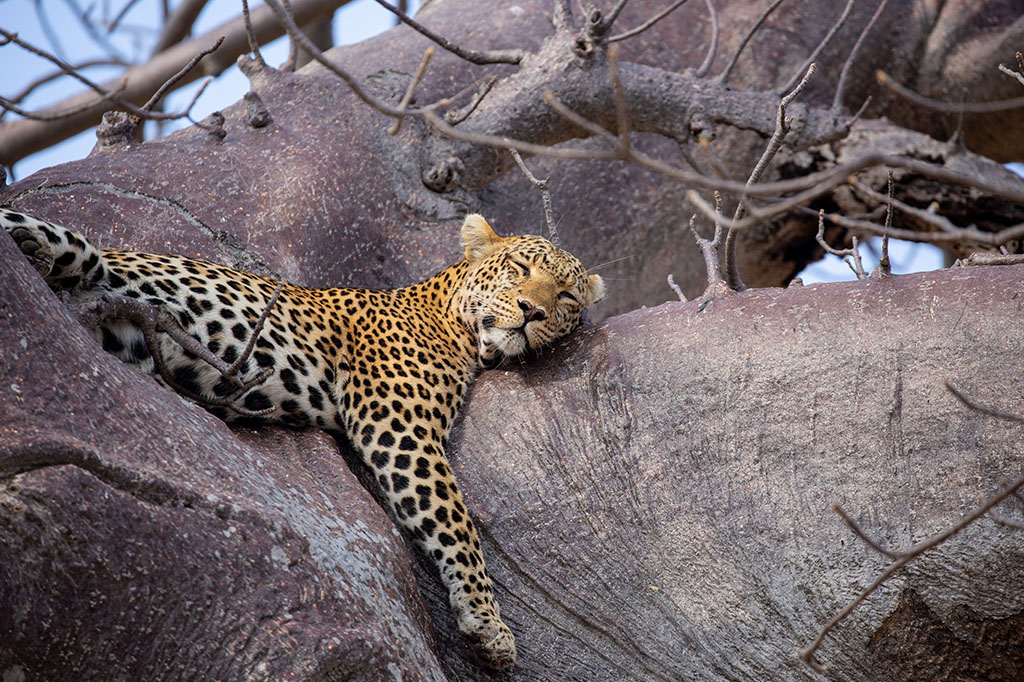 Big Cat Photographic Safari