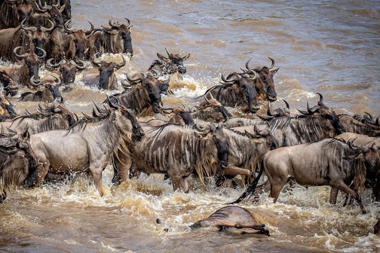 Great Migration Safaris