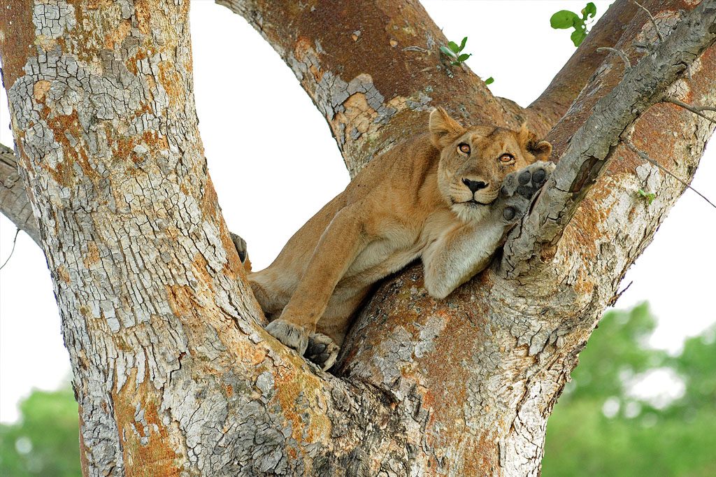 Lake Manyara Day Tour