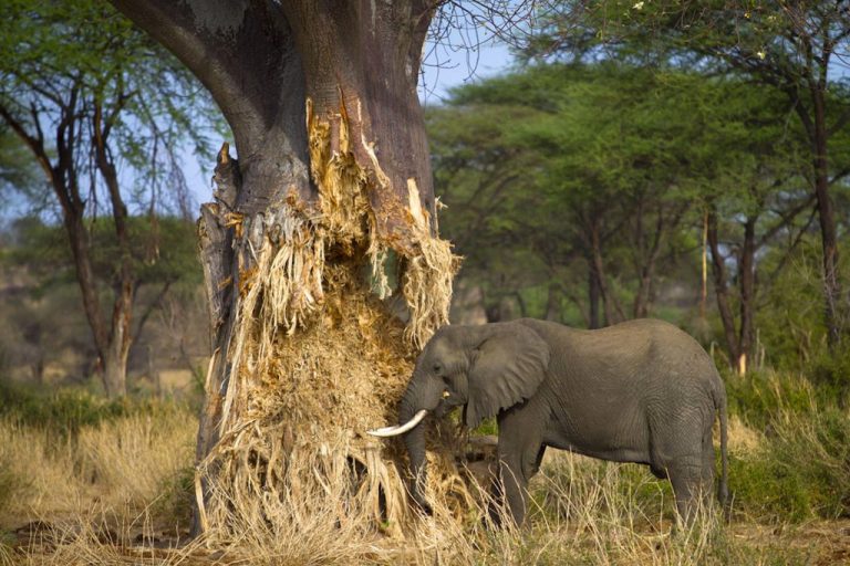 Tarangire-Day-TOur