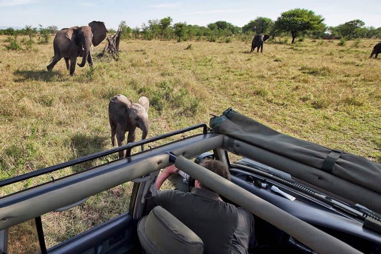 Wildlife game Drive safaris